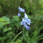 Brimeura amethystina Fula