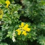 Genista monspessulana برگ