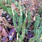 Lycopodium annotinumYaprak