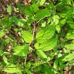 Actaea pachypoda Hoja