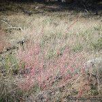 Amaranthus torreyi Buveinė