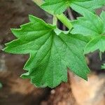 Pelargonium glechomoides Folha