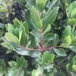 Arbutus andrachne叶