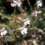 Penstemon caespitosus आदत