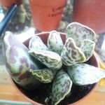 Adromischus cooperi Folla