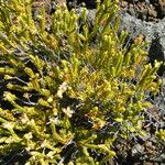 Erica reunionensis Feuille