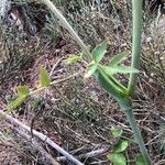 Thapsia garganica Blatt