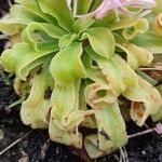 Lewisia cotyledon Листок