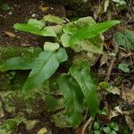 Asplenium sagittatum Natur