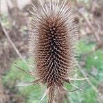 Dipsacus laciniatus Fruit