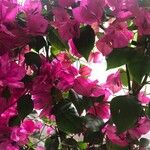 Bougainvillea glabraFlor