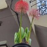 Scadoxus multiflorusফুল