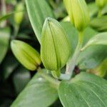 Lilium bulbiferum Övriga