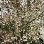 Amelanchier × lamarckii 形態