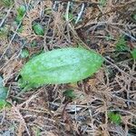 Erythronium americanum 葉