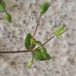 Arenaria serpyllifolia Blüte