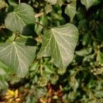 Hedera helix Liść