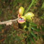 Xylopia sericea Fruit