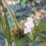 Galeopsis tetrahit Flower