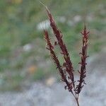 Bothriochloa ischaemum Fruto