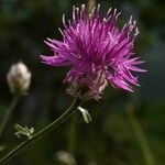 Centaurea deusta Blomma