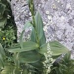 Veratrum album Frunză