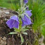 Campanula alpinaΛουλούδι