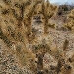 Cylindropuntia echinocarpa ᱥᱟᱠᱟᱢ