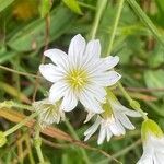 Cerastium alpinum Fiore