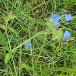 Commelina latifolia Yeri
