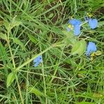 Commelina latifolia Habitat