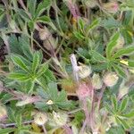 Potentilla tabernaemontani Frunză