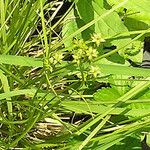 Carex radiata Habitus