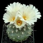 Strombocactus disciformis Cvet