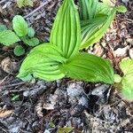 Veratrum album Hoja