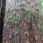 Pouteria reticulata Corteza