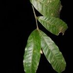 Faramea occidentalis Blad