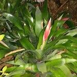 Billbergia pyramidalis Leaf