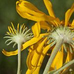 Hymenoxys hoopesii Flower