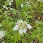 Pycnanthemum incanum Flower