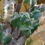 Euphorbia resinifera Ekosanga