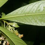 Ardisia opegrapha Fruit