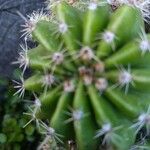 Echinopsis oxygonaЛист