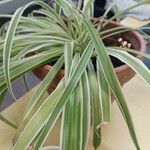 Chlorophytum comosum List