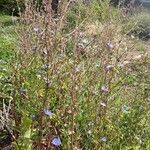 Cichorium endivia Hábito