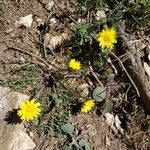 Taraxacum pyrenaicum Bloem