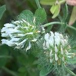 Trifolium lappaceum Blomma