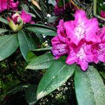 Rhododendron catawbiense Virág