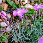 Dianthus hyssopifolius 花