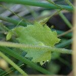 Draba muralis Leaf